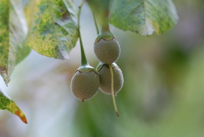 Styrax japonica - sturač japonský - plody (3)